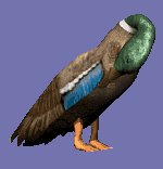 cleaningduck_lc.gif
