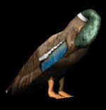 cleaningduck_lb.gif