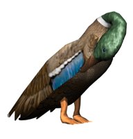 cleaningduck_hr.jpg