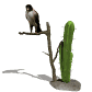 falcon_looking_around_sw.gif