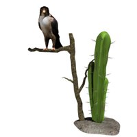 falcon_looking_around.jpg