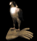 falcon1_glove_sb.gif