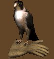 falcon1_glove_mc.gif