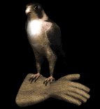 falcon1_glove_lb.gif