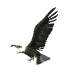 eagle_talon_sw.gif