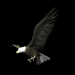 eagle_talon_sb.gif