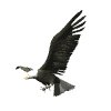eagle_talon_mw.gif