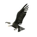 eagle_talon_lw.gif