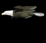 eagle_soar_sb.gif