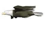 eagle_soar_lw.gif