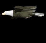 eagle_soar_lb.gif