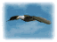 eagle_sky_soar_sw.gif