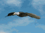 eagle_sky_soar_sc.gif