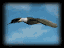 eagle_sky_soar_sb.gif