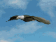 eagle_sky_soar_mc.gif