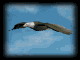 eagle_sky_soar_mb.gif