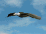 eagle_sky_soar_lc.gif