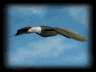 eagle_sky_soar_lb.gif