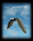 eagle_sky1_sb.gif