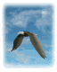 eagle_sky1_mw.gif