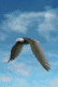 eagle_sky1_mc.gif