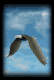 eagle_sky1_mb.gif