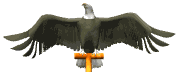 eagle_perch_head_lw.gif