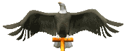 eagle_perch_head_lc.gif