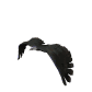 eagle_fly_sw.gif