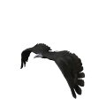 eagle_fly_mw.gif
