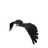 eagle_fly_lw.gif