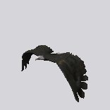 eagle_fly_lc.gif