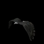 eagle_fly_lb.gif