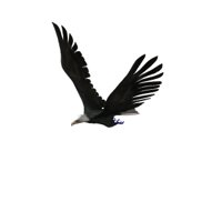 eagle_fly_hr.jpg