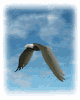 eagle_fly3_cld_mw.gif