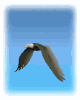 eagle_fly2_mw.gif