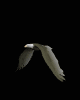 eagle_fly2_mb.gif