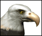 baldeagle2_blink_sw.gif