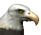 baldeagle2_blink_sc.gif