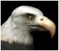 baldeagle2_blink_sb.gif