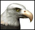 baldeagle2_blink_mw.gif
