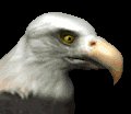 baldeagle2_blink_mc.gif