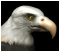 baldeagle2_blink_mb.gif