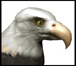 baldeagle2_blink_lw.gif