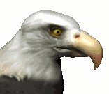baldeagle2_blink_lc.gif