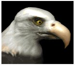 baldeagle2_blink_lb.gif