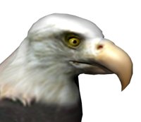 baldeagle2_blink_hr.jpg