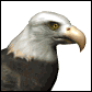 baldeagle1_searching_sw.gif