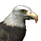 baldeagle1_searching_sc.gif