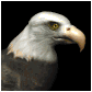 baldeagle1_searching_sb.gif